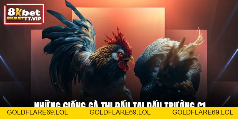 Gà Chọi C1 8KBET - Đấu Trường Danh Giá, Mãn Nhãn Khó Cưỡng - Goldflare69
